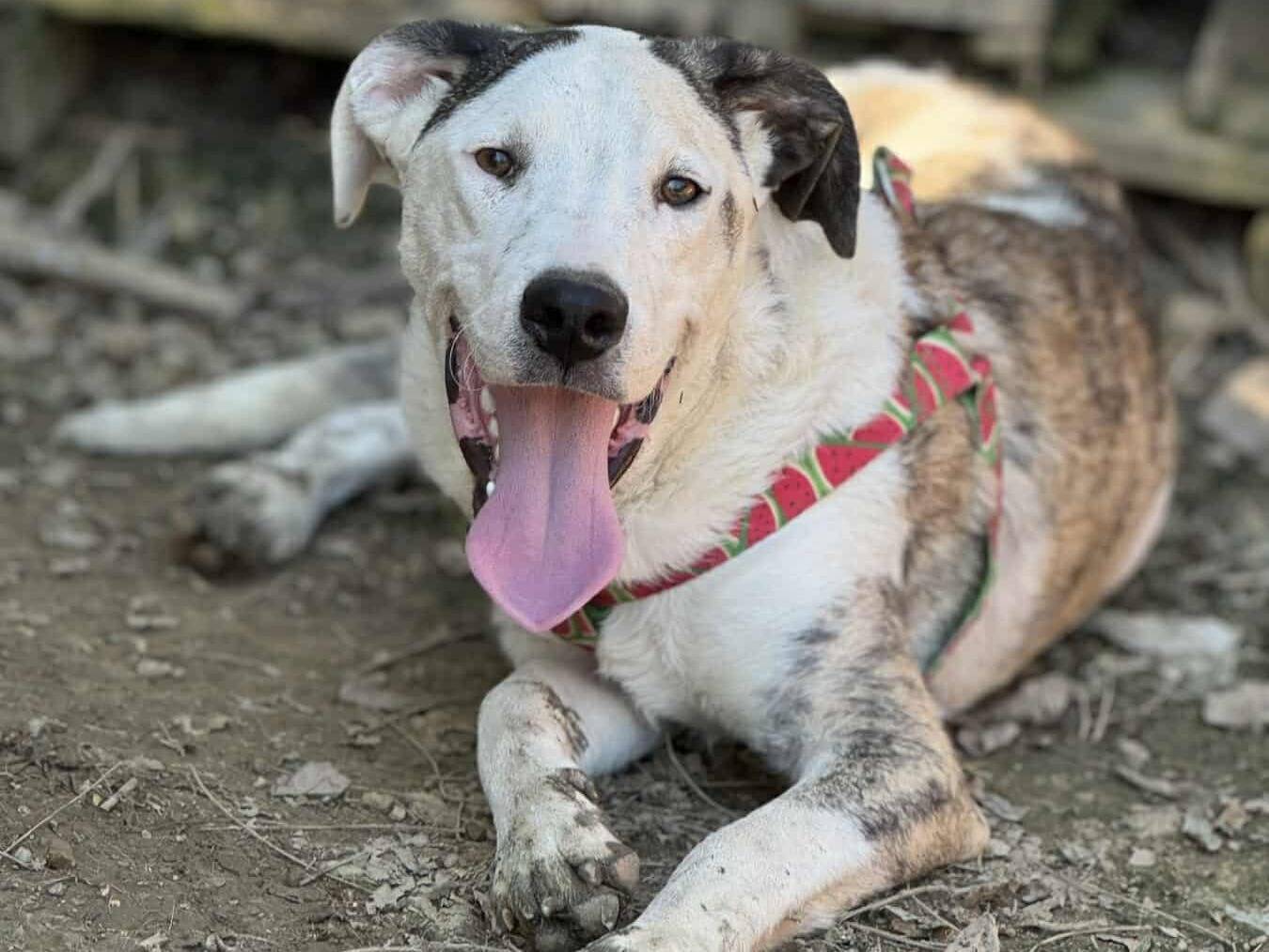 Adozione cane, maschio, Pitbull Razza sconosciuta, 5 mesi, taglia media, Firenze