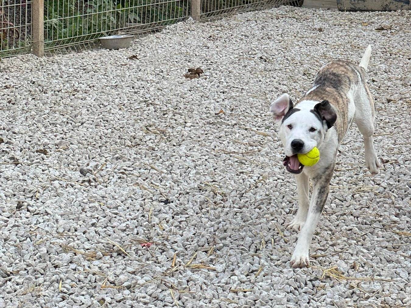 Vuoi adottare un cane a Firenze?