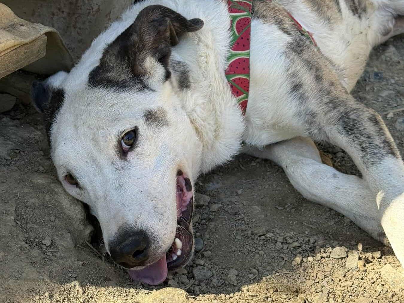 Adotta il cane ALFA a Firenze