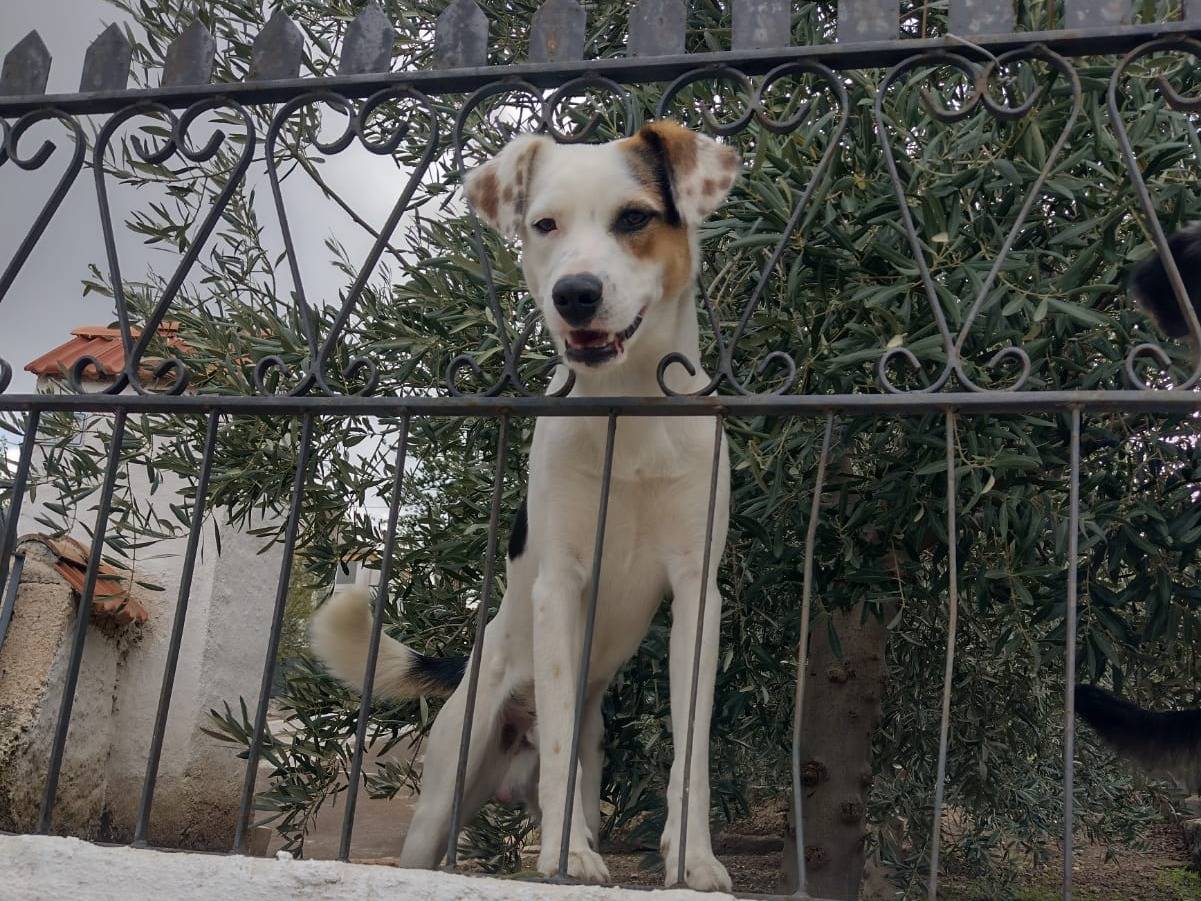 Adozione cane, maschio, Razza sconosciuta Razza sconosciuta, 10 mesi, taglia media, Catania