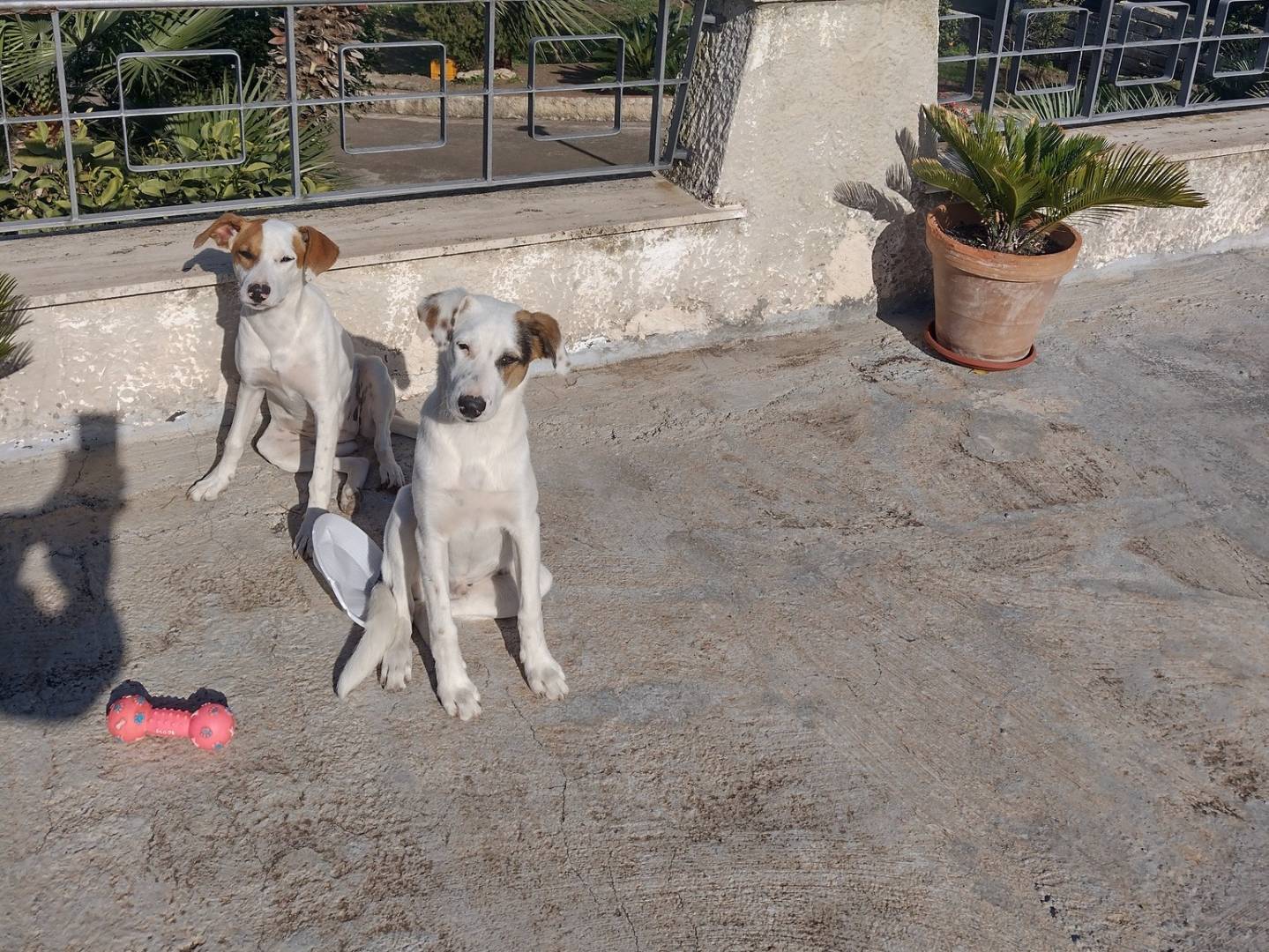 Vuoi adottare un cane a Catania?