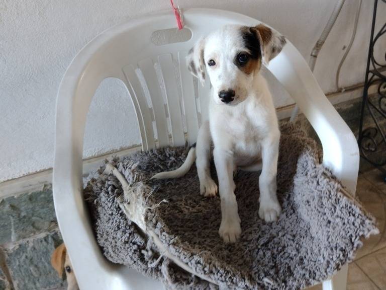 Adotta il cane Robin a Catania