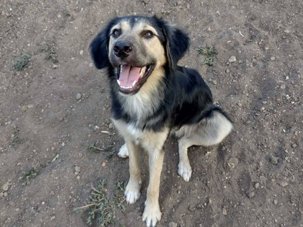 Vuoi adottare un cane a Catania?