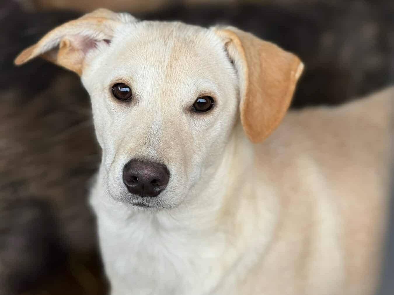 Adozione cane, maschio, Razza sconosciuta Razza sconosciuta, 4 mesi, taglia media contenuta, Firenze