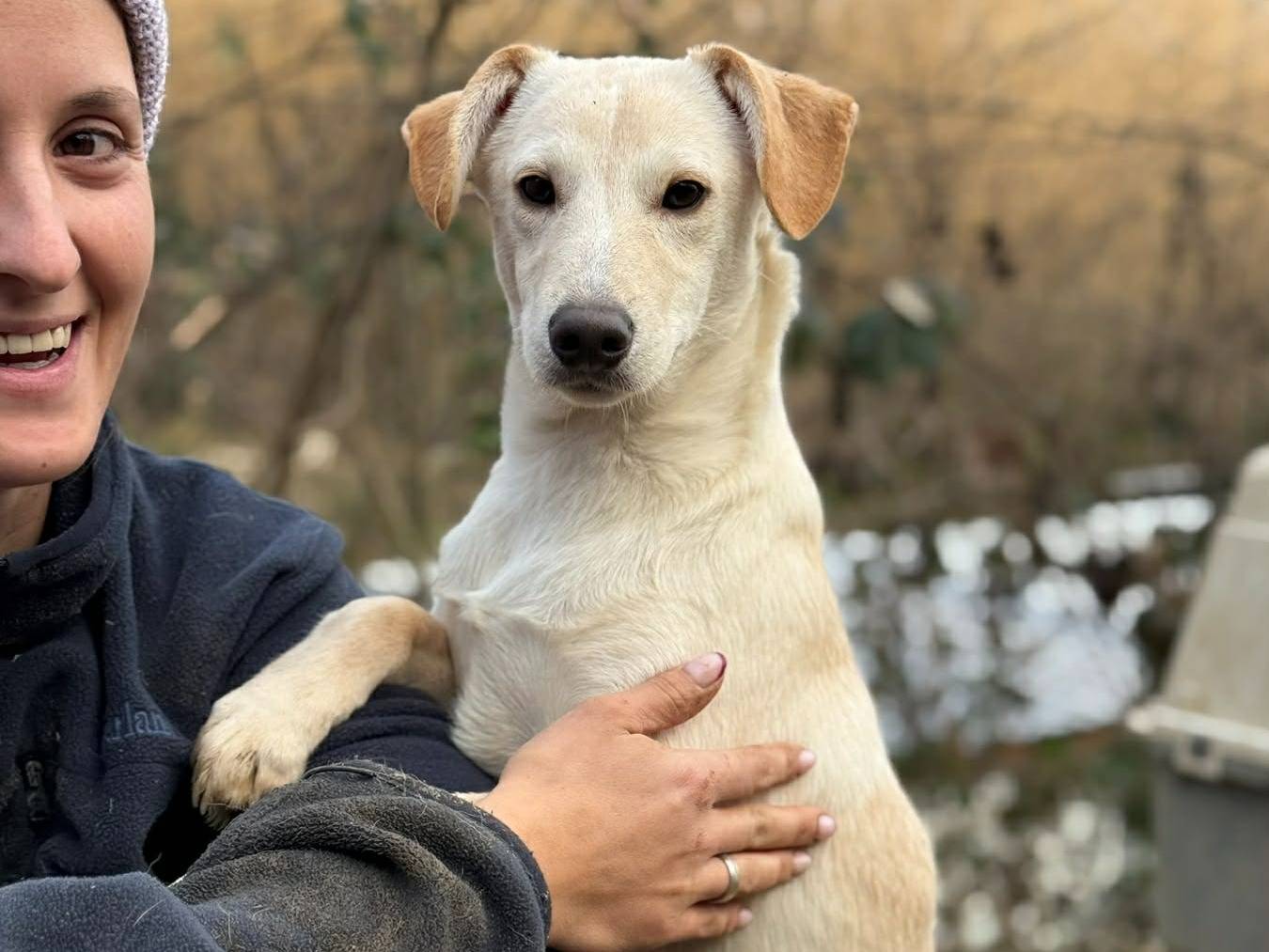 Adotta un cane, maschio, 4 mesi, Firenze