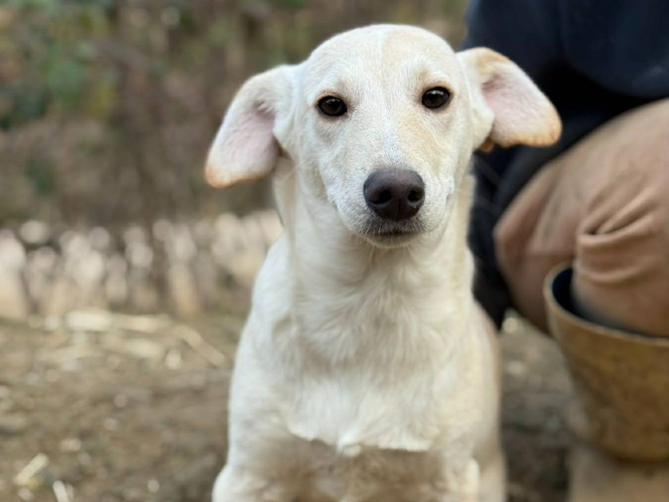 Adotta un cane, taglia media contenuta, maschio, Firenze