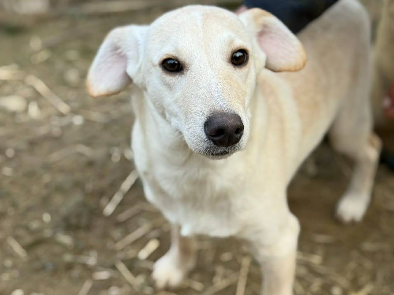 Vuoi adottare un cane a Firenze?