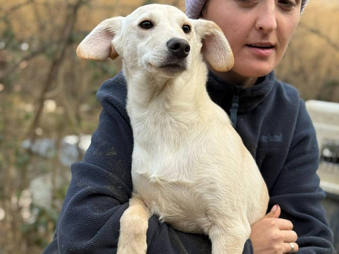 Adotta il cane NERO a Firenze
