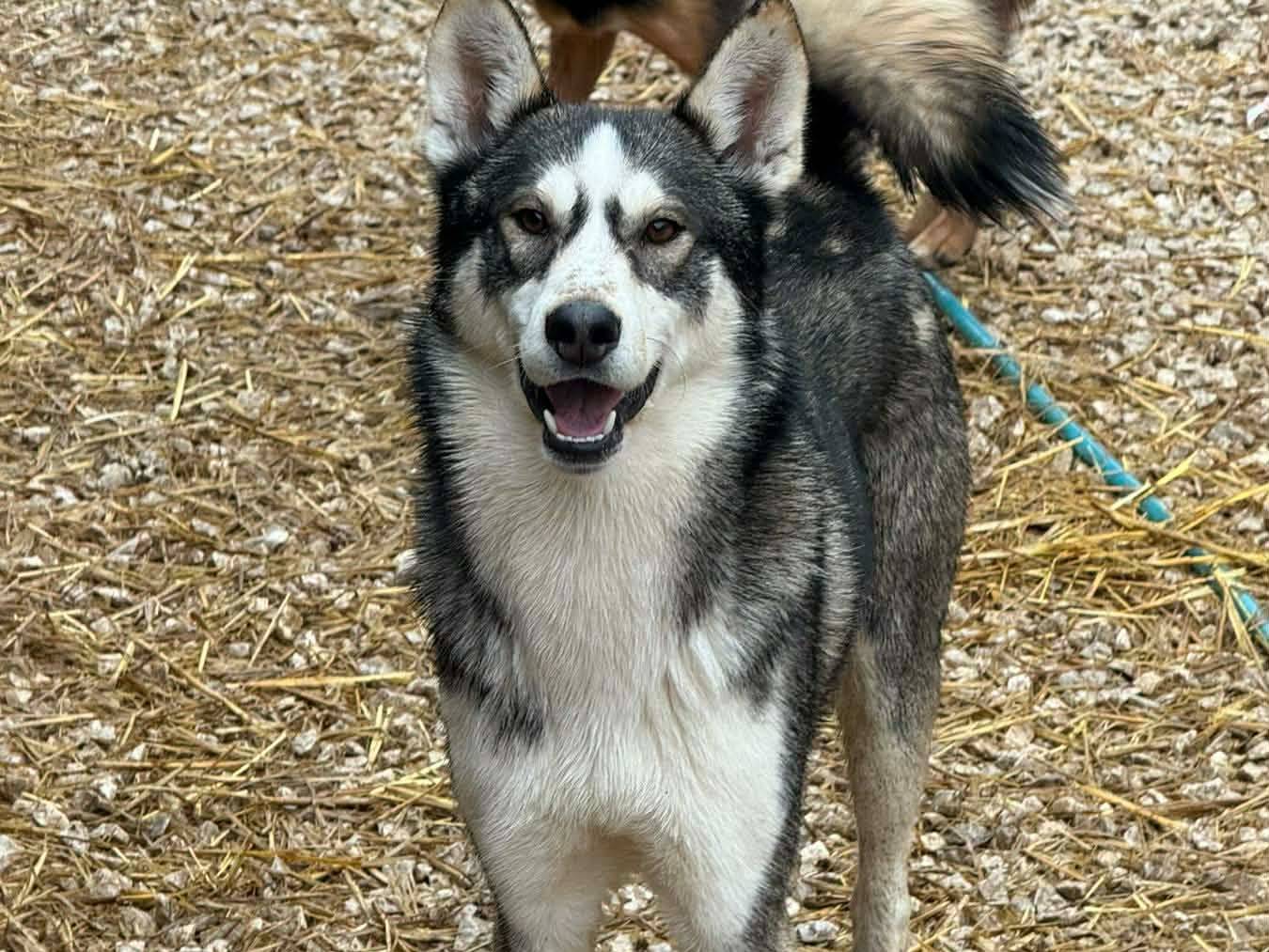 Adozione cane, maschio, Siberian Husky Razza sconosciuta, 11 mesi, taglia grande, Firenze