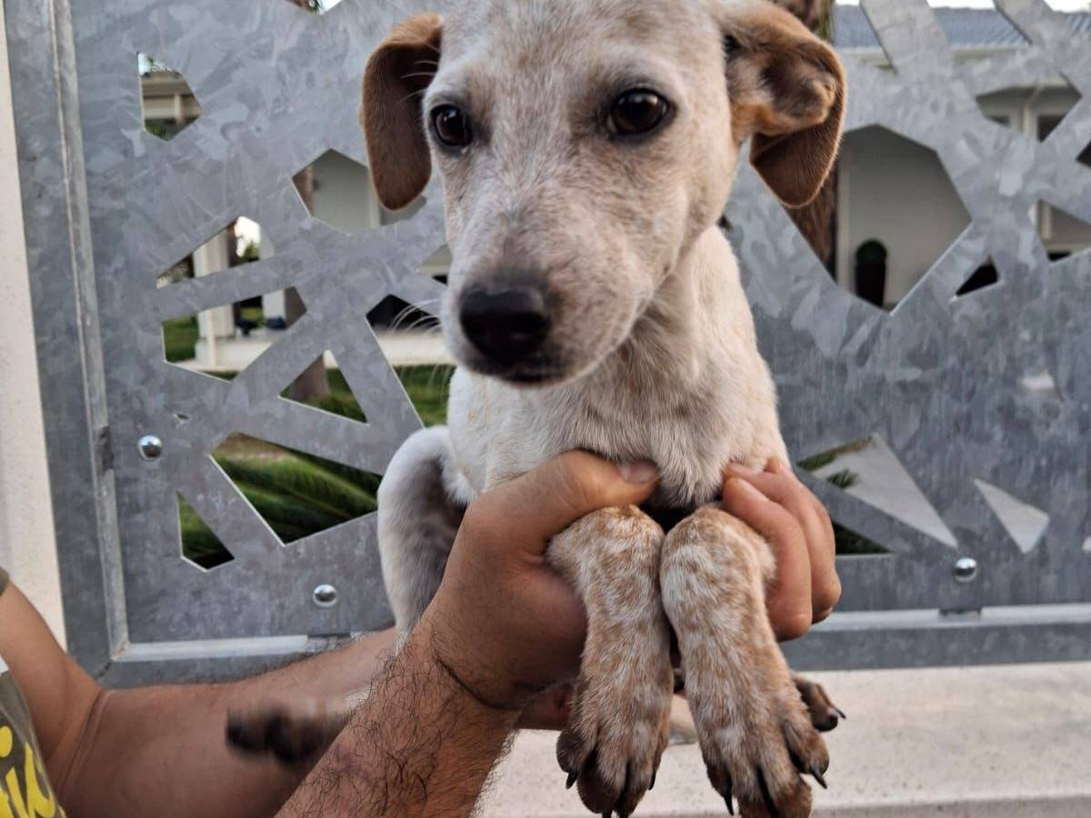 Adotta un cane, maschio, 4 mesi, Crotone