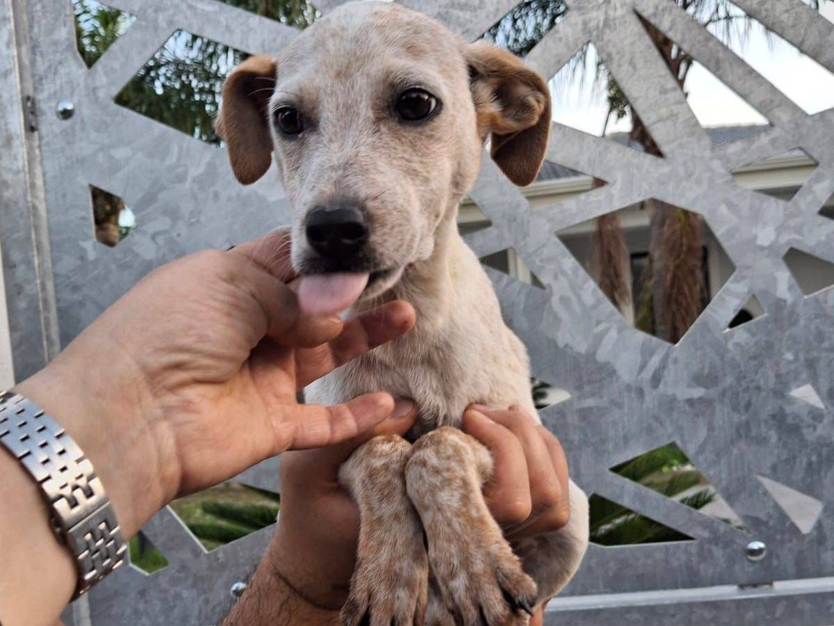 Adotta un cane, taglia piccola, maschio, Crotone