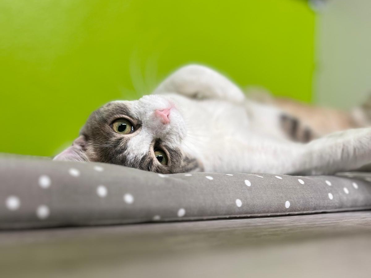 Adotta un gatto, maschio, 7 mesi, Monza