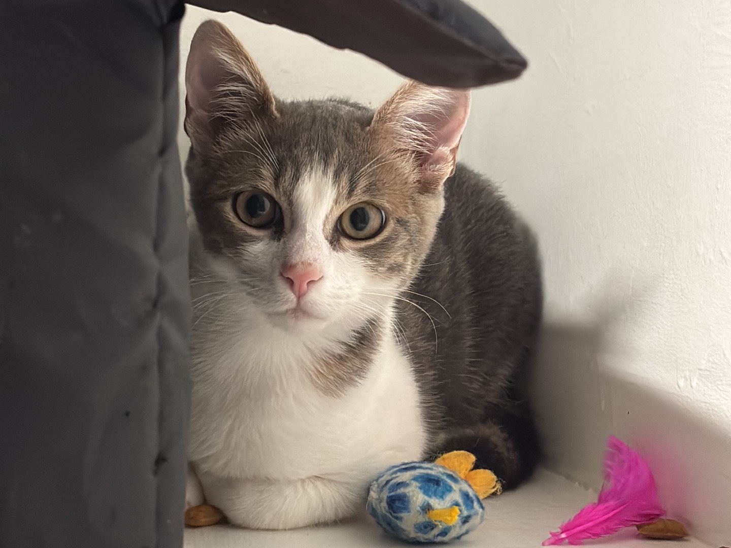 Vuoi adottare un gatto a Monza?