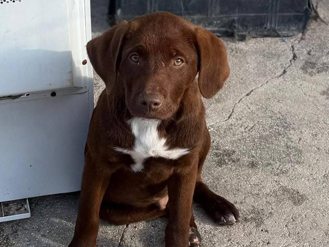 Adozione cane, maschio, Labrador Retriever Razza sconosciuta, 3 mesi, taglia media, Bari