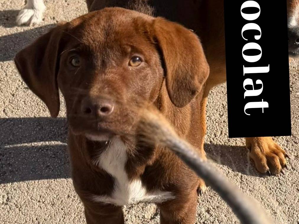 Adotta un cane, maschio, 3 mesi, Bari