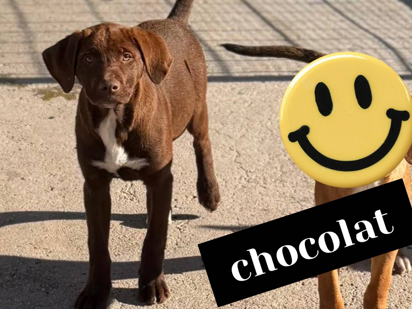 Adotta un cane, taglia media, maschio, Bari