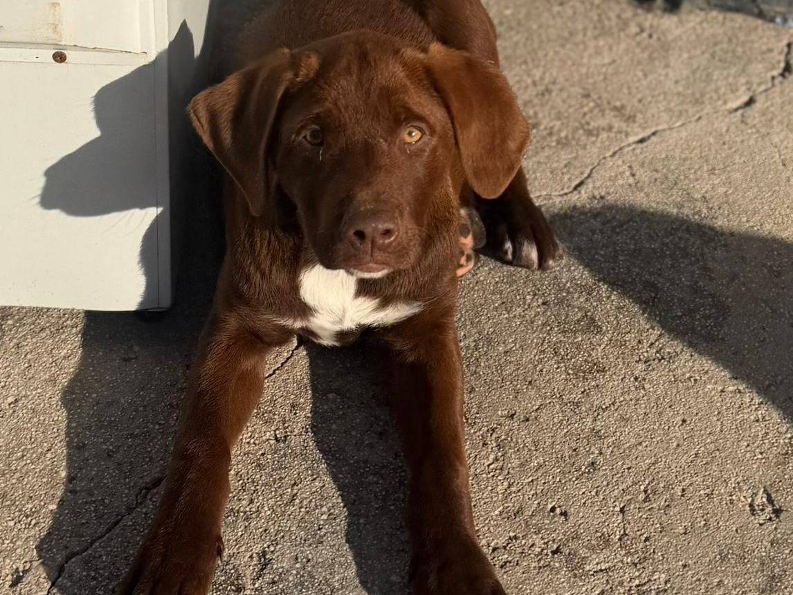 Vuoi adottare un cane a Bari?