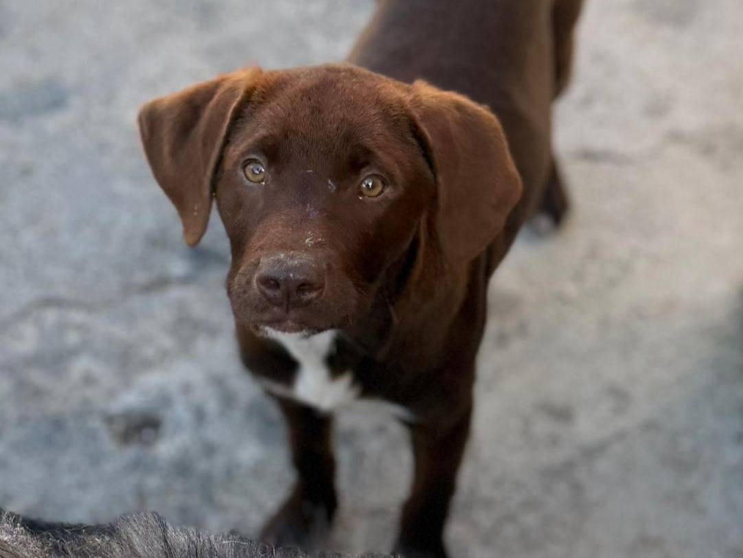 Adotta il cane Chocolat a Bari