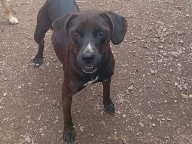 Vuoi adottare un cane a Napoli?