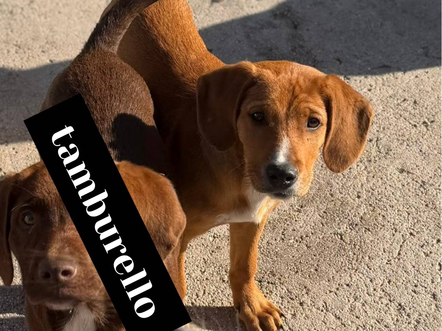Adozione cane, maschio, Labrador Retriever Razza sconosciuta, 3 mesi, taglia media, Bari
