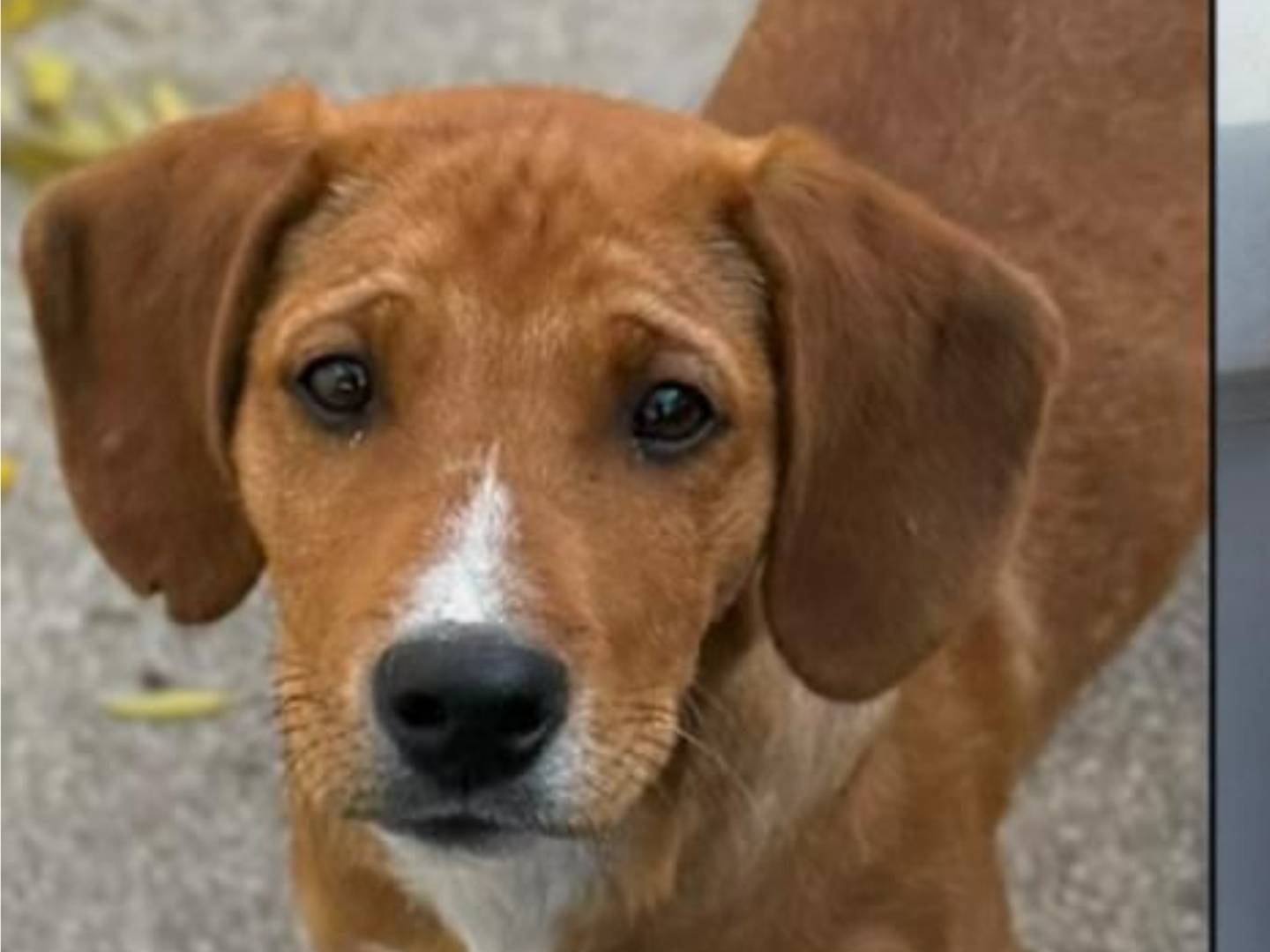 Adotta un cane, maschio, 3 mesi, Bari