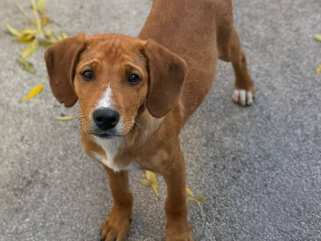 Adotta un cane, taglia media, maschio, Bari