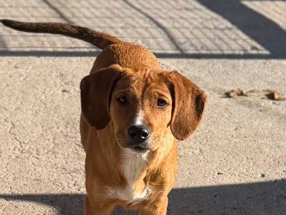 Vuoi adottare un cane a Bari?