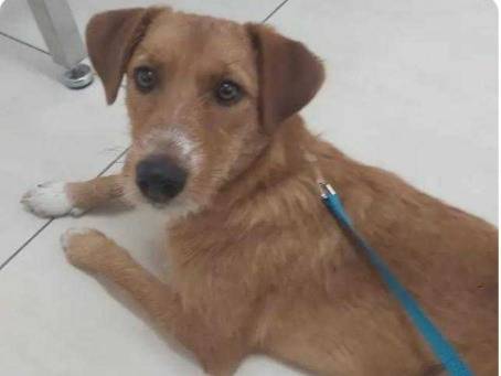 Adozione cane, femmina, Razza sconosciuta Razza sconosciuta, 11 mesi, taglia media contenuta, Padova