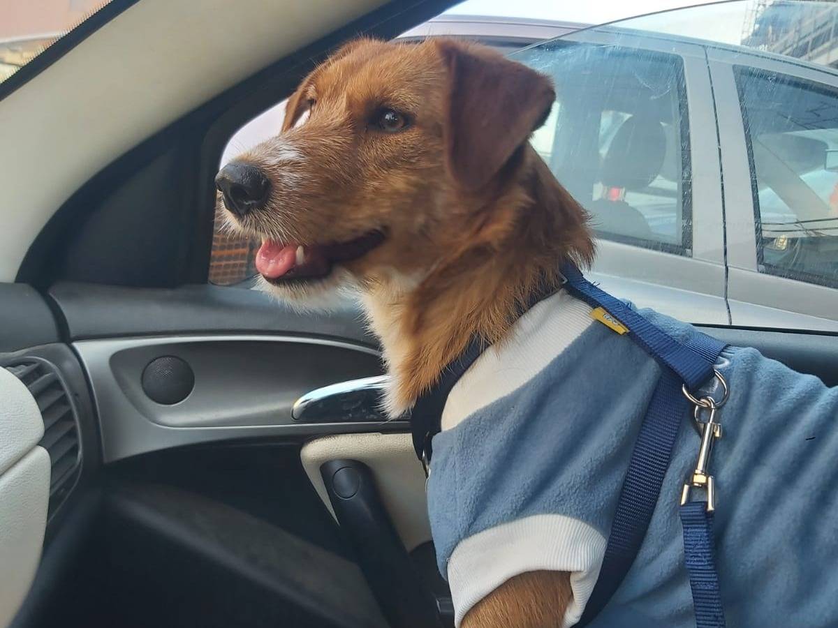 Adotta un cane, taglia media contenuta, femmina, Padova