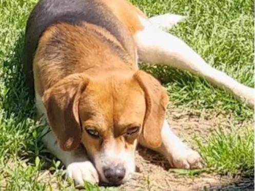 Adozione cane, maschio, Beagle  Razza sconosciuta, 2 anni e 7 mesi, taglia media contenuta, Alessandria