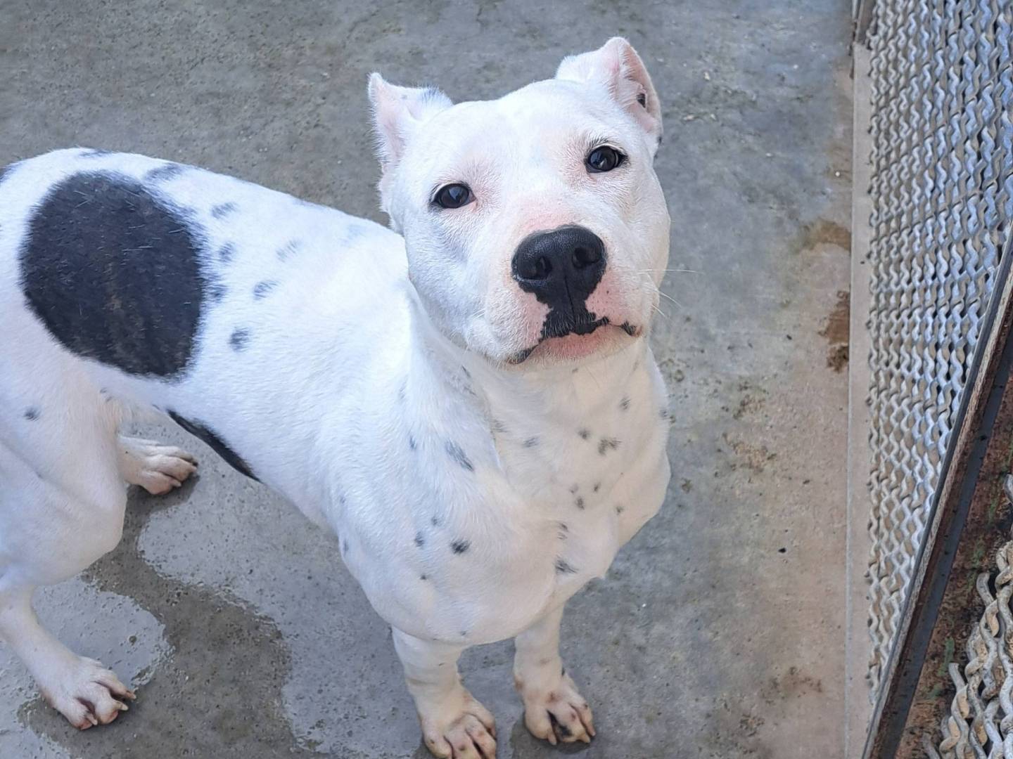 Adozione cane, femmina, Dogo Argentino Razza sconosciuta, 3 anni e 7 mesi, taglia media contenuta, Caserta