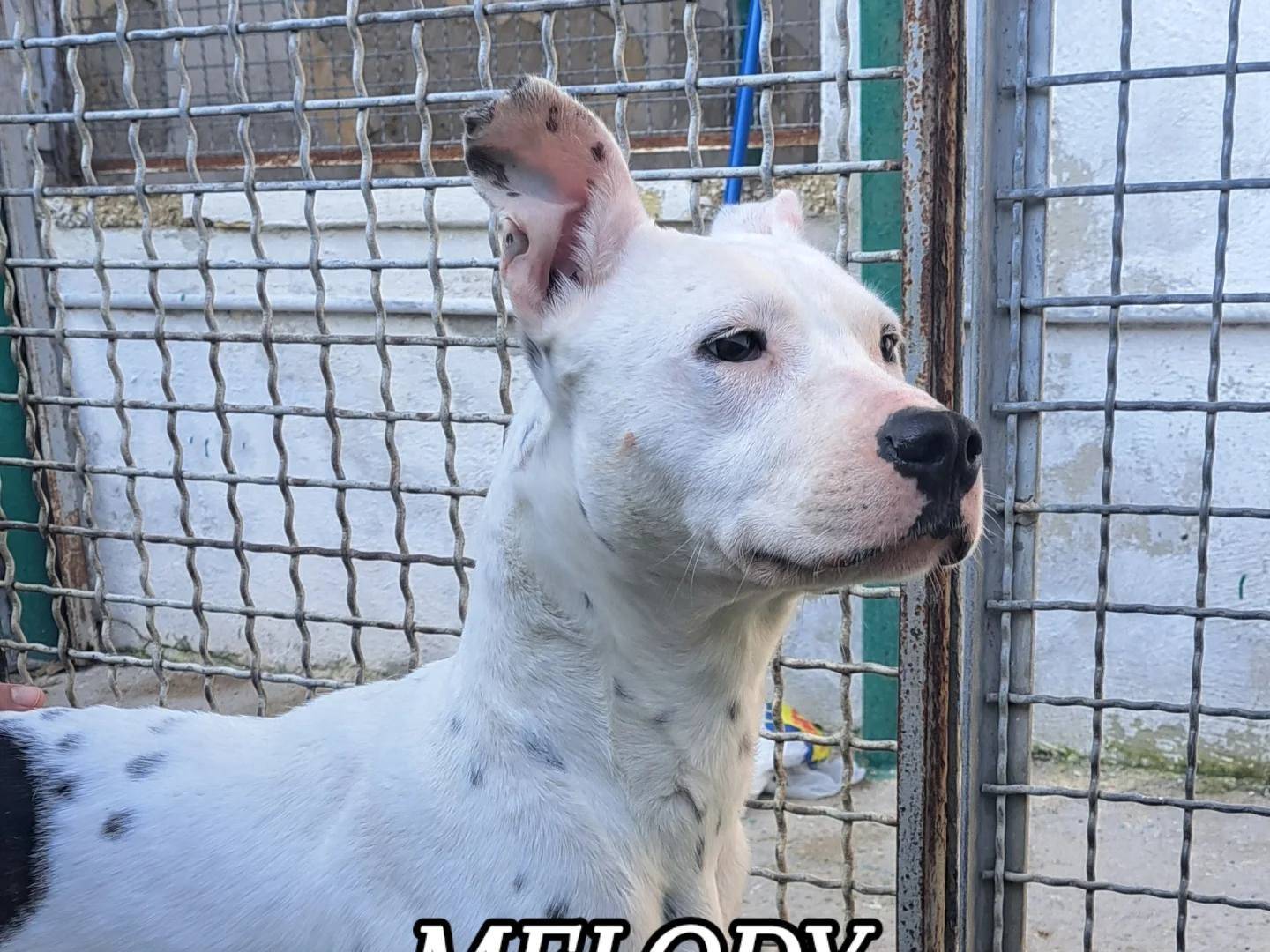 Adotta un cane, femmina, 3 anni e 7 mesi, Caserta