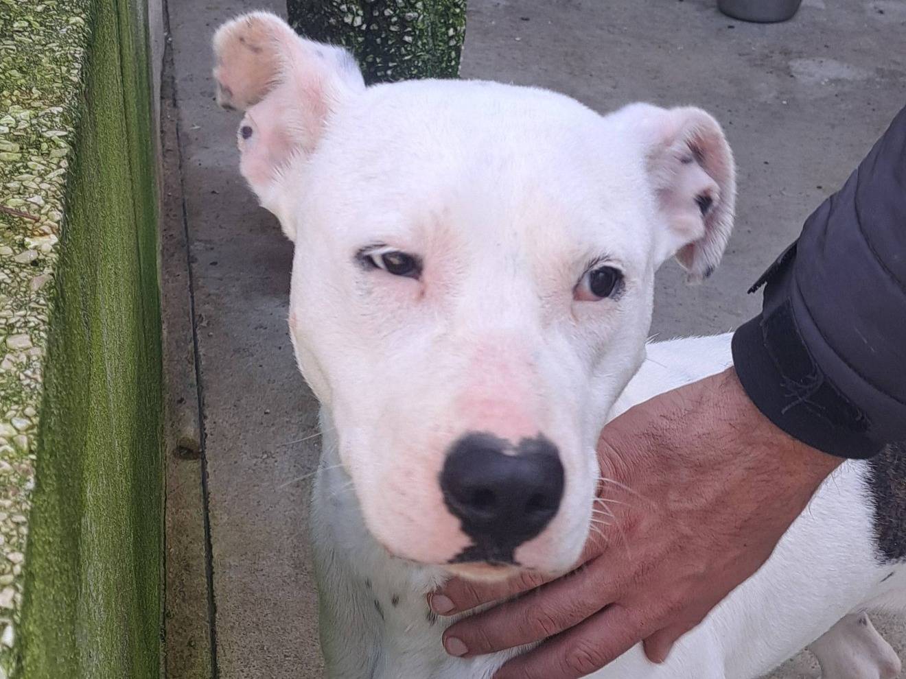 Adotta un cane, taglia media contenuta, femmina, Caserta