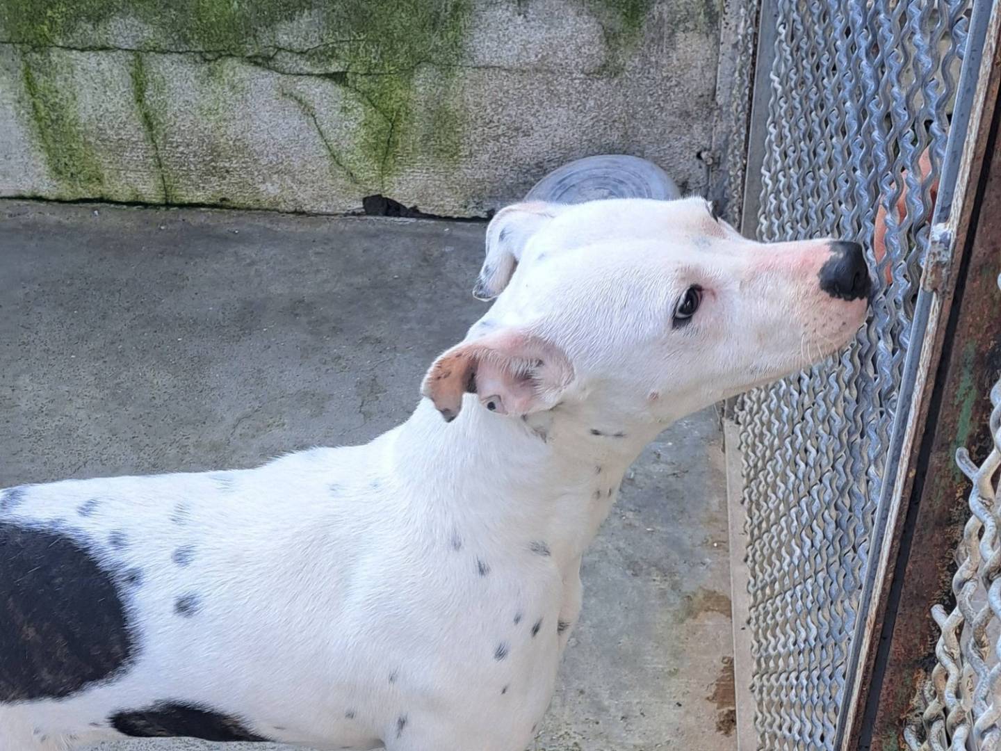 Vuoi adottare un cane a Caserta?