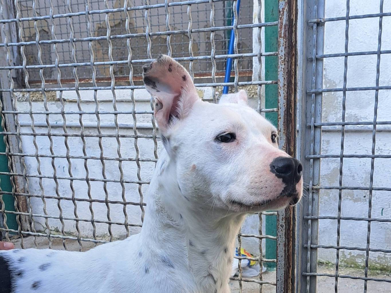Adotta il cane MELODY a Caserta