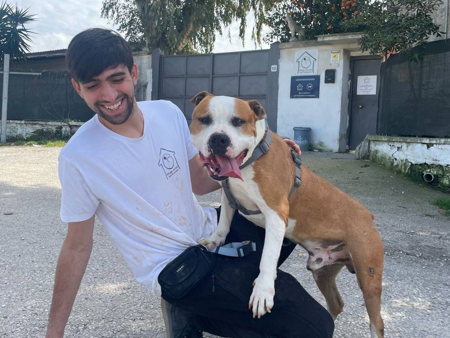 Adotta il cane MARKUS a Caserta