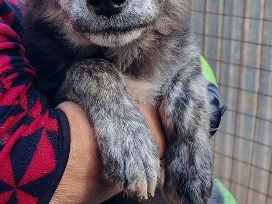 Adotta un cane, maschio, 2 mesi, Palermo