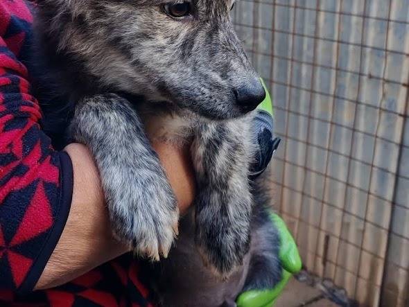 Adotta un cane, taglia media, maschio, Palermo