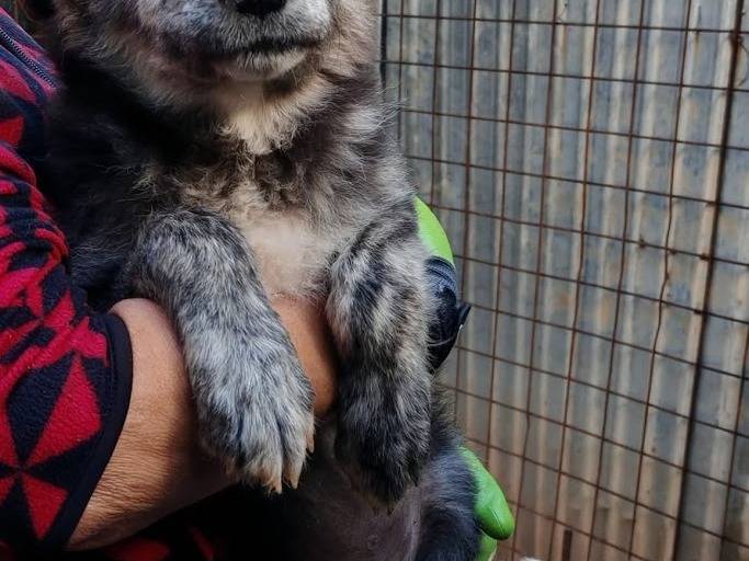 Vuoi adottare un cane a Palermo?