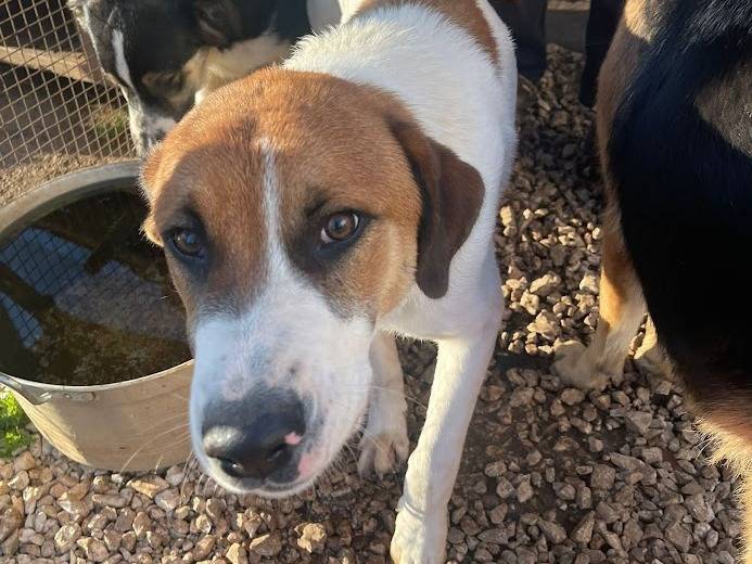 Adozione cane, maschio, Razza sconosciuta Razza sconosciuta, 5 mesi, taglia media, Frosinone