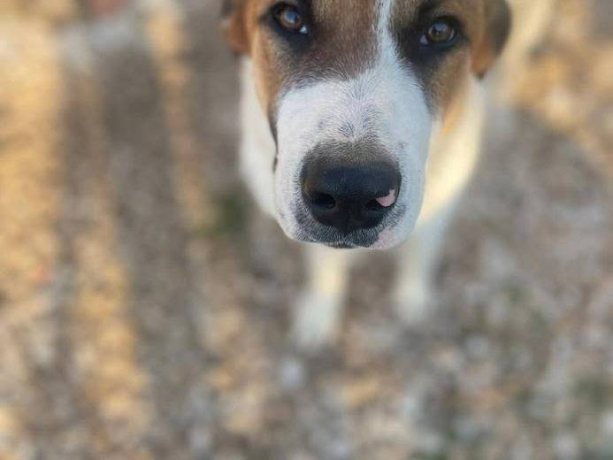 Adotta un cane, maschio, 5 mesi, Frosinone