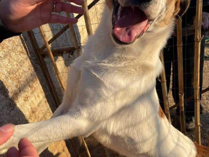 Adotta un cane, taglia media, maschio, Frosinone