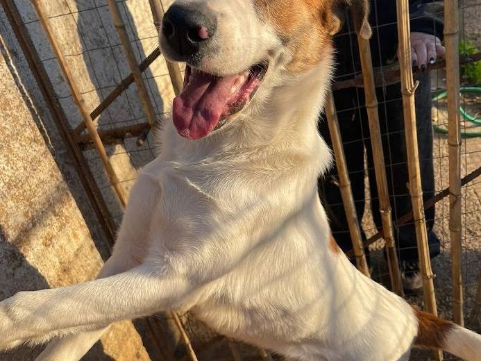 Vuoi adottare un cane a Frosinone?