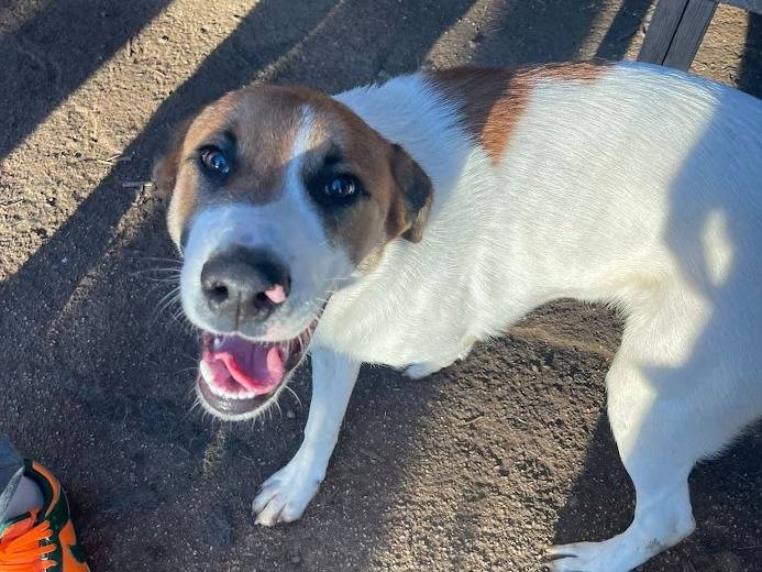 Adotta il cane BUBI a Frosinone