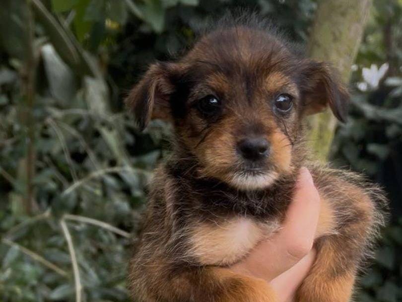 Adozione cane, femmina, Razza sconosciuta Razza sconosciuta, 2 mesi, taglia piccola, Crotone