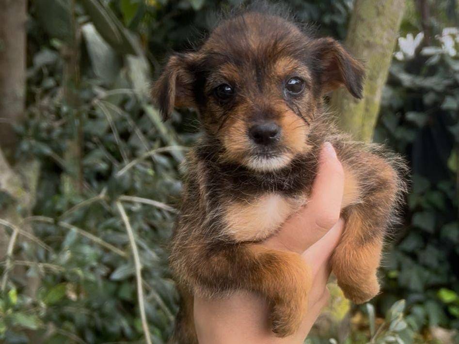 Adotta un cane, femmina, 2 mesi, Crotone