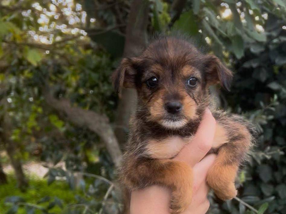 Vuoi adottare un cane a Crotone?