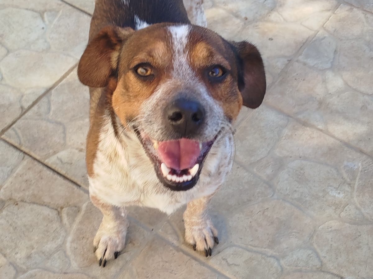 Adozione cane, maschio, Razza sconosciuta Razza sconosciuta, 11 mesi, taglia media contenuta, Matera