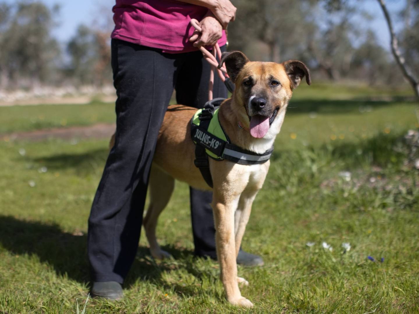 Adozione cane, femmina, Razza sconosciuta Razza sconosciuta, 3 anni e 4 mesi, taglia grande, Bari