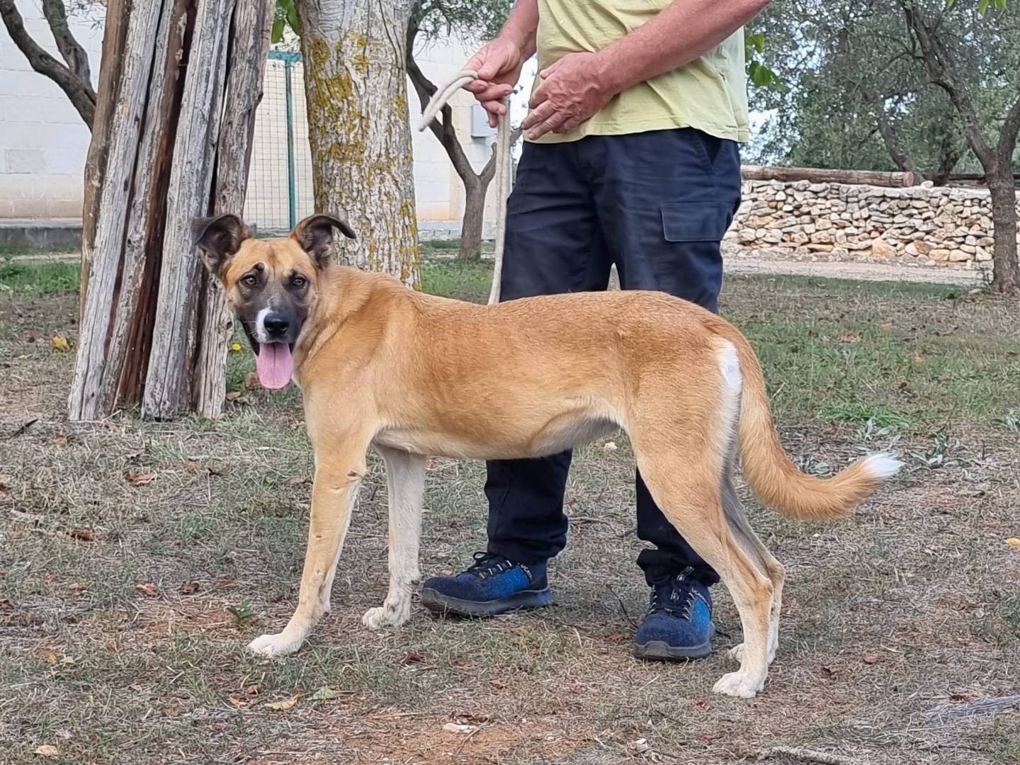 Adotta un cane, taglia grande, femmina, Bari